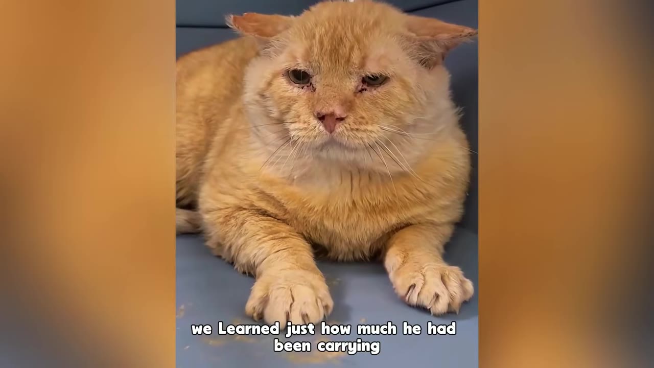 A weary orange cat with sad eyes lies down on a blue surface, looking tired and worn.
