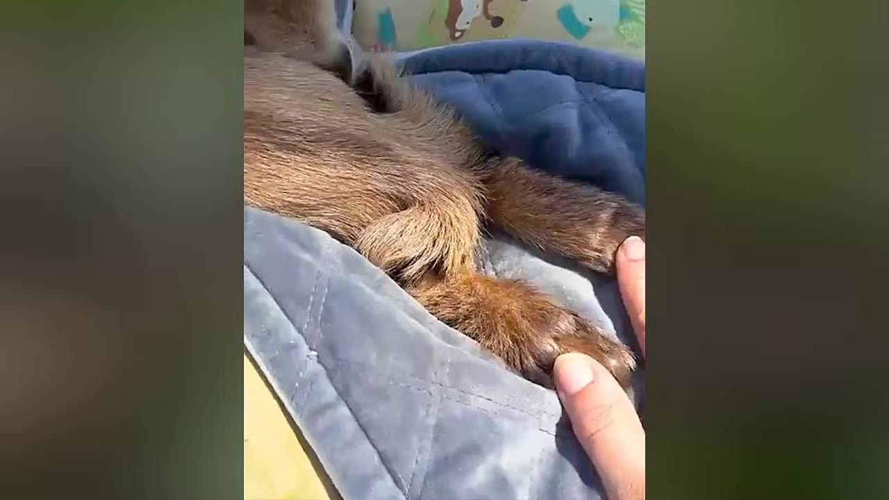 A close-up shot of a person's hand gently touching the hind legs of a small, brown-furred animal lying on a blue quilted blanket.