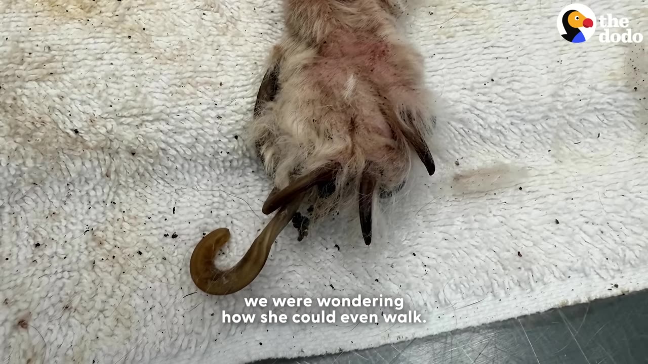 A close-up of a dog's paw resting on a white towel, showing extremely long, overgrown, and curled nails.