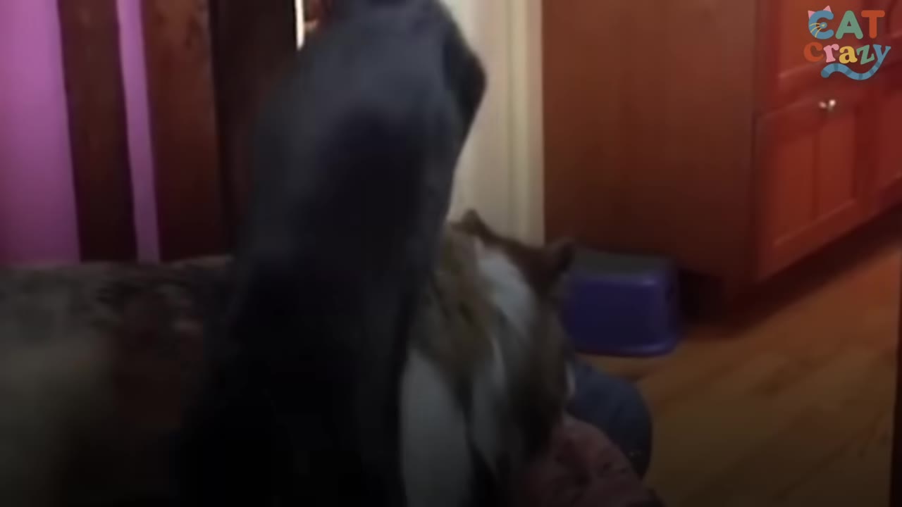 A black cat leaping over a dog lying on the wooden floor inside a house.