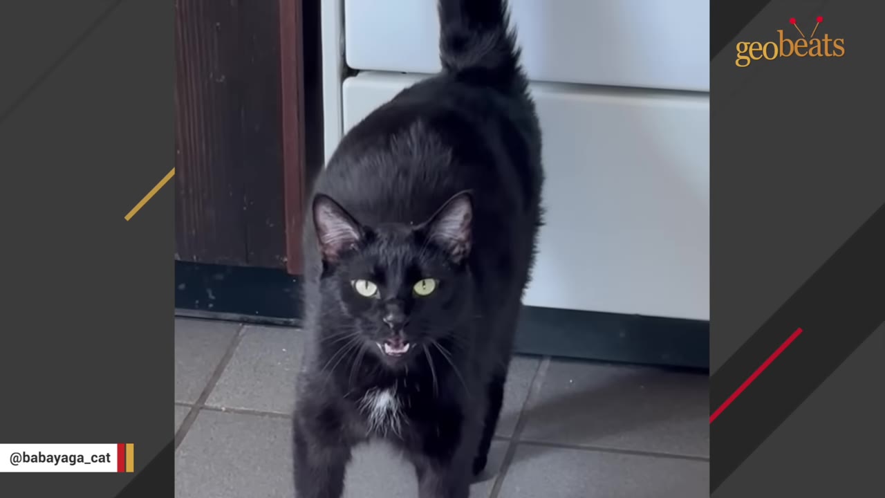 A black cat with a small white patch on its chest stands on a tiled floor, looking directly at the camera with its mouth open as if vocalizing.