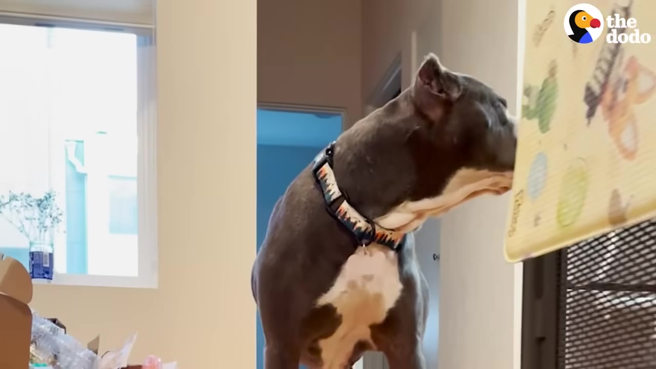 A grey and white dog wearing a colorful collar stands in a room, sniffing a yellow mat.