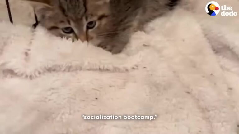 Wisconsin Rescue Took In The Spiciest Kitten, But One Small Breakthrough Changed His Entire World