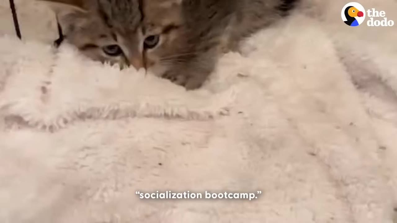 A close-up of a small tabby kitten resting on a fluffy white blanket.