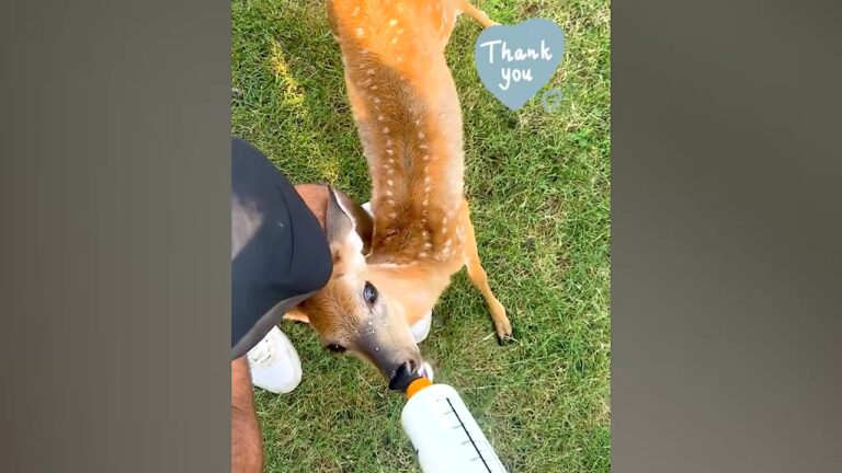 Tennessee Man Saves An Exhausted Fawn, And 2 Years Later She Gives Him The Ultimate Surprise