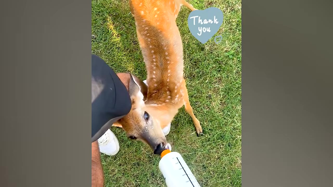 An overhead view of a spotted fawn being bottle-fed with milk on a grassy lawn.