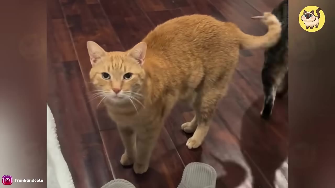 An orange tabby cat standing on a dark wooden floor, looking directly up at the camera.