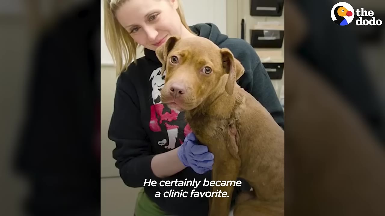 A brown dog is held by a veterinary clinic worker wearing blue gloves, with a text overlay that reads 'He certainly became a clinic favorite.'