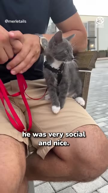 A small grey and white kitten wearing a black harness sits on the lap of a man wearing khaki shorts and a black t-shirt.
