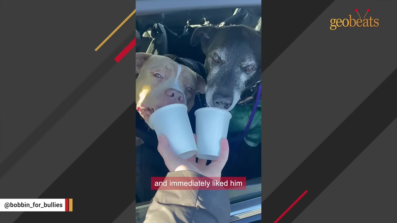 A tan and white pit bull and an older black dog with a grey muzzle side-by-side, each licking from a white paper cup held by a person's hand.