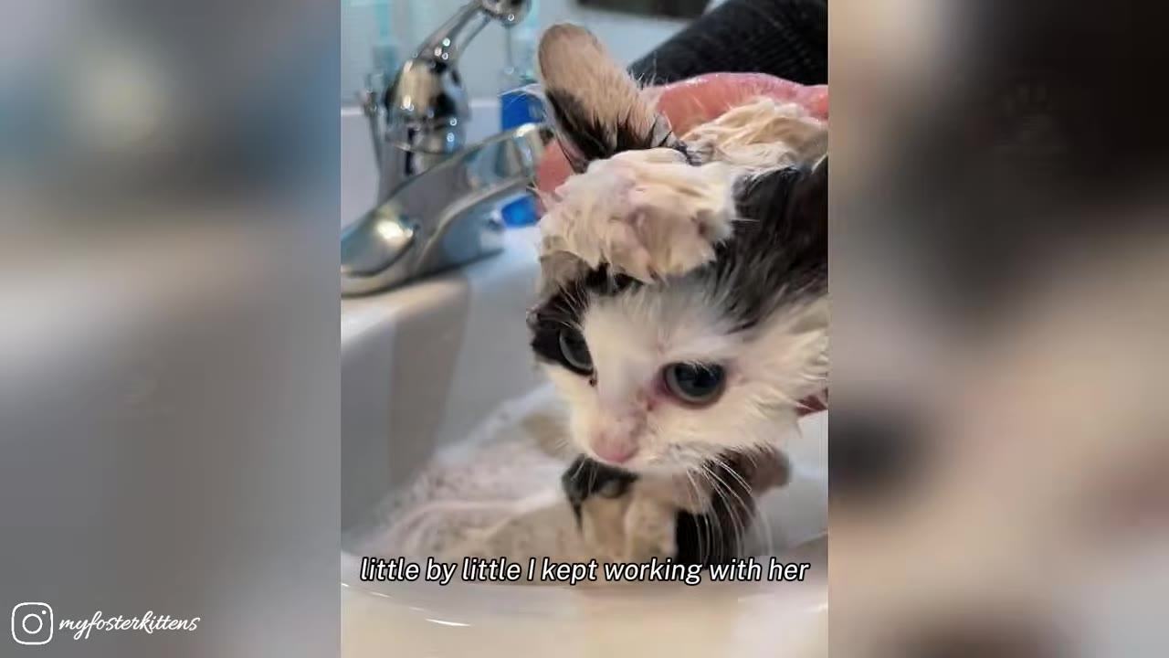 A close-up of a small black and white kitten being gently bathed in a sink, with a hand softly touching the top of its head.