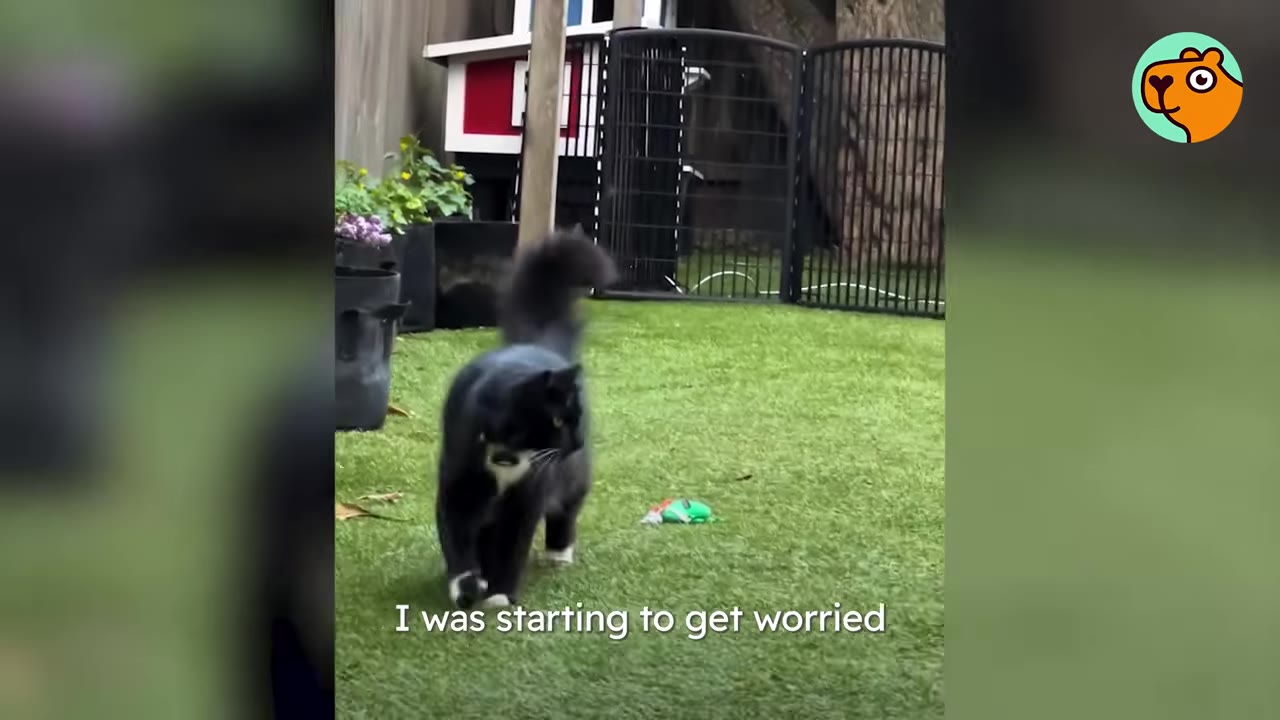 A fluffy black and white cat walking across a green lawn in a backyard.