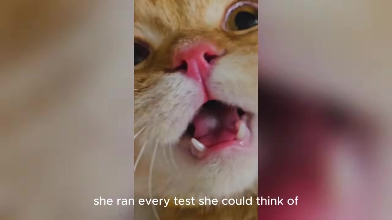 A close-up shot of an orange cat's face with its mouth open, showing its teeth during an examination.