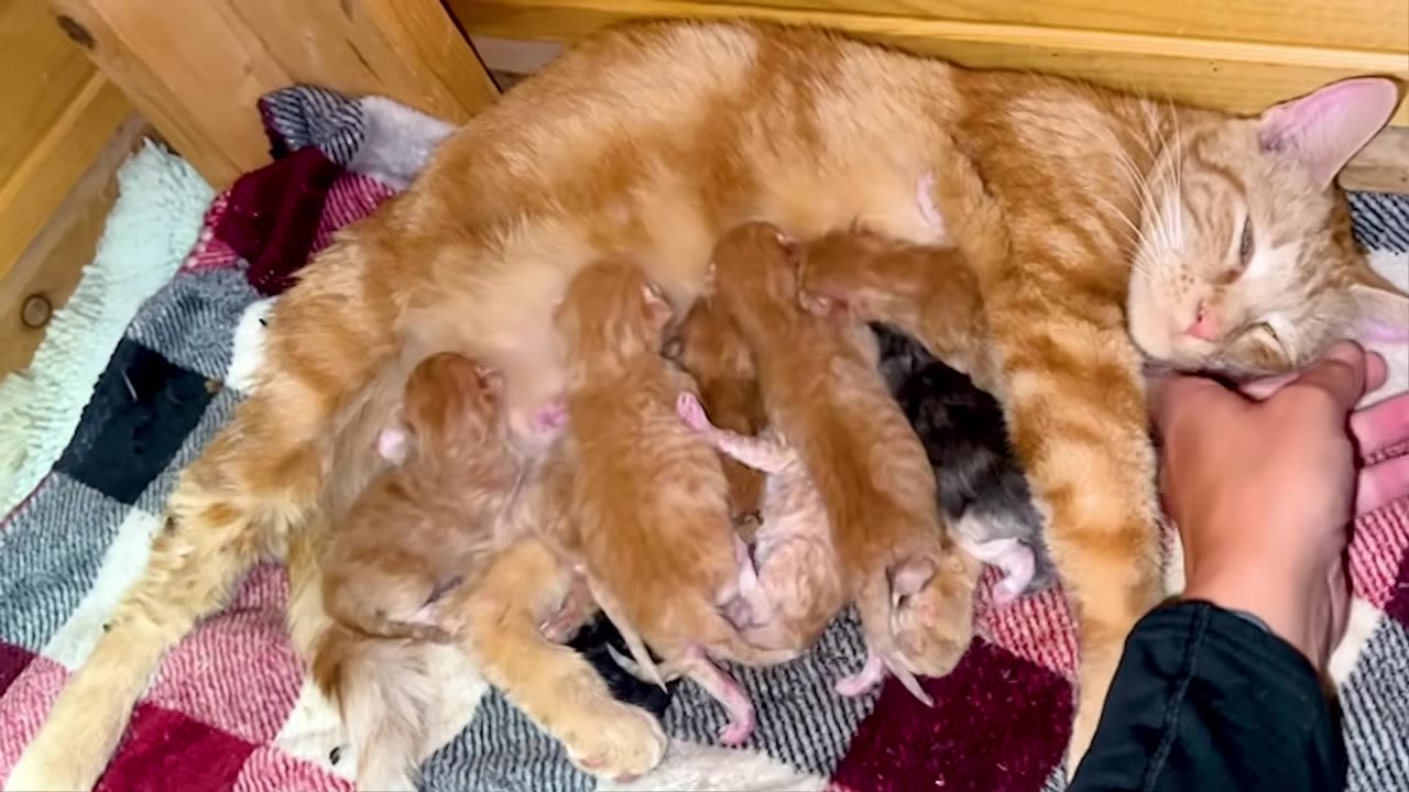 An orange mother cat lies on a plaid blanket nursing several tiny newborn kittens while a person's hand gently pets her under the chin.