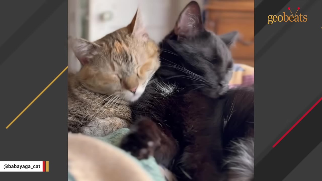 A close-up shot of a tabby cat and a black cat sleeping cuddled up next to each other.