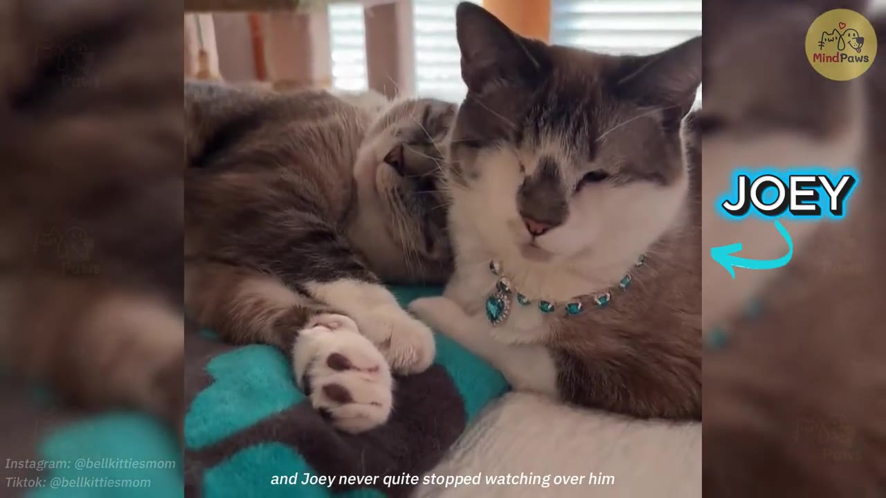 Two cats lying close together on a bed, with one wearing a blue jeweled collar labeled 'JOEY' with a blue arrow.