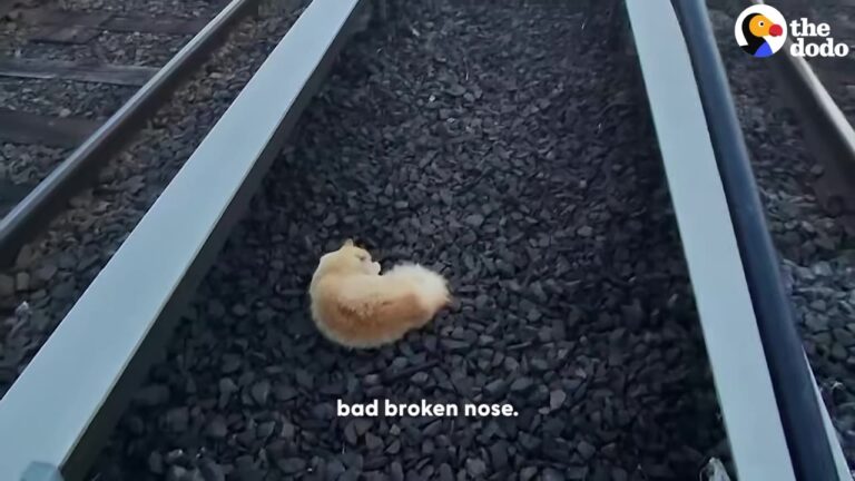 Cat Was Found Stuck On Train Tracks In New York, But Rescuers Refused To Look Away