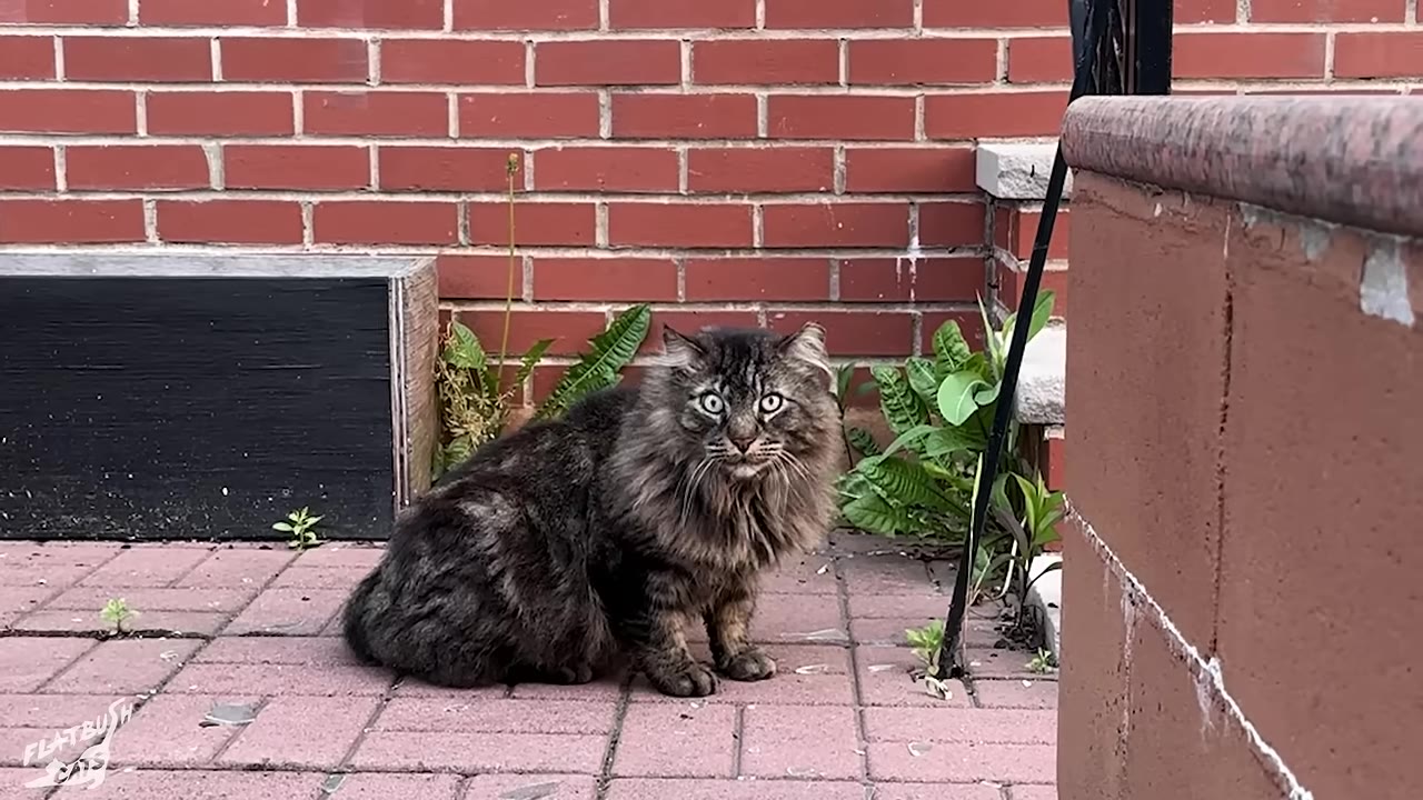 A fluffy, long-haired tabby cat with wide eyes sits on a brick patio in front of a red brick wall.