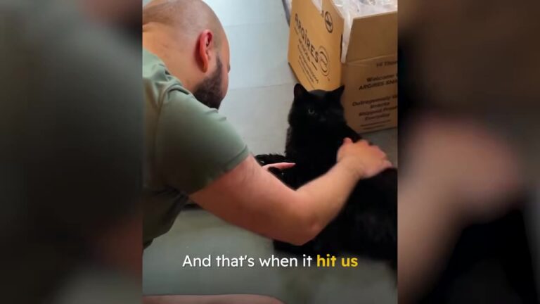 Washington Couple Returned A Stray Cat To His Owner, Then A Text The Next Day Changed Everything
