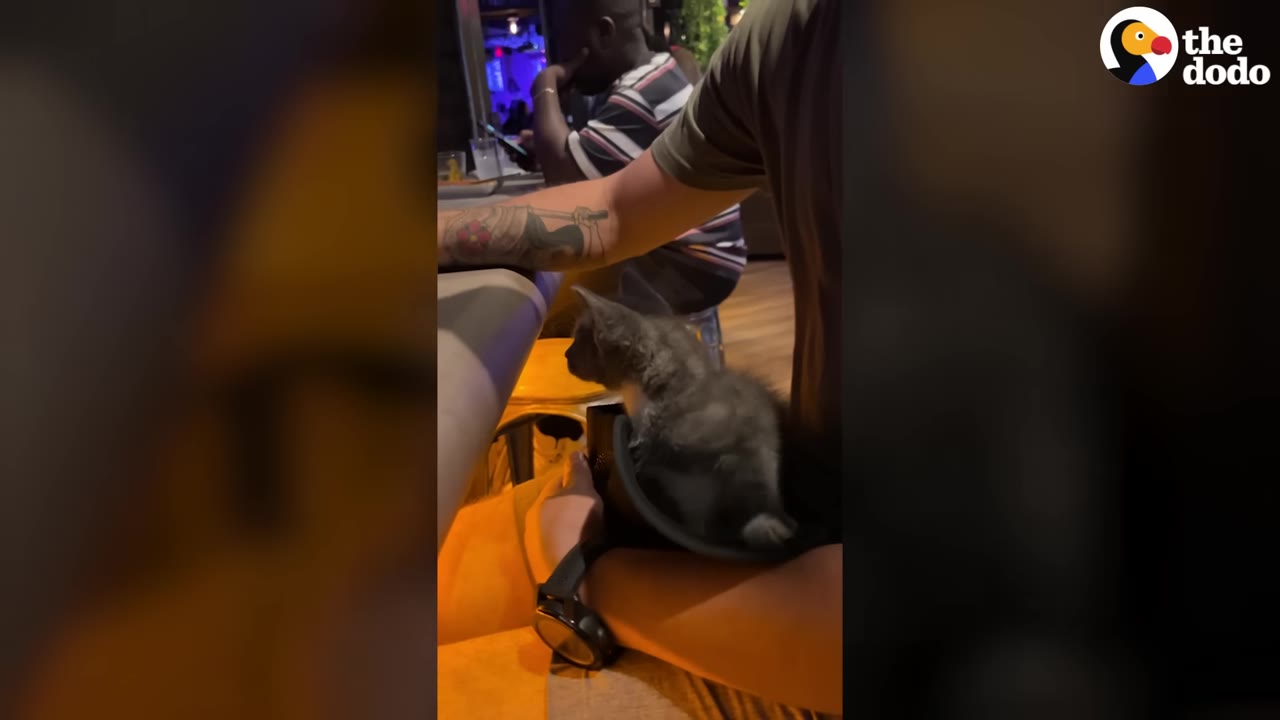 A small grey kitten sits calmly on a person's lap at a bar counter in a restaurant.
