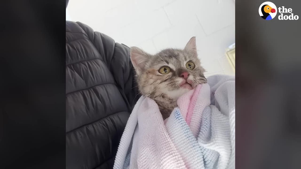 A small grey tabby cat wrapped in a pastel-colored towel is held close to a person wearing a black puffer jacket.