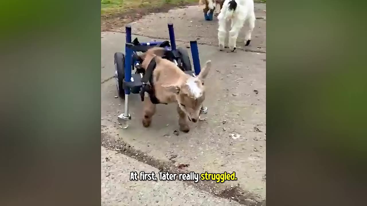 A small brown and white goat stands on a concrete path, supported by a blue wheeled cart harness.