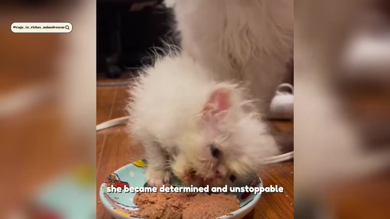A tiny, fluffy white kitten eating wet food from a small colorful bowl on a wooden floor.