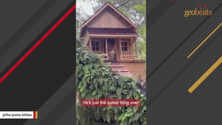 Kitten Dumped At A Georgia Factory Goes From Forgotten To His Own Cat Mansion