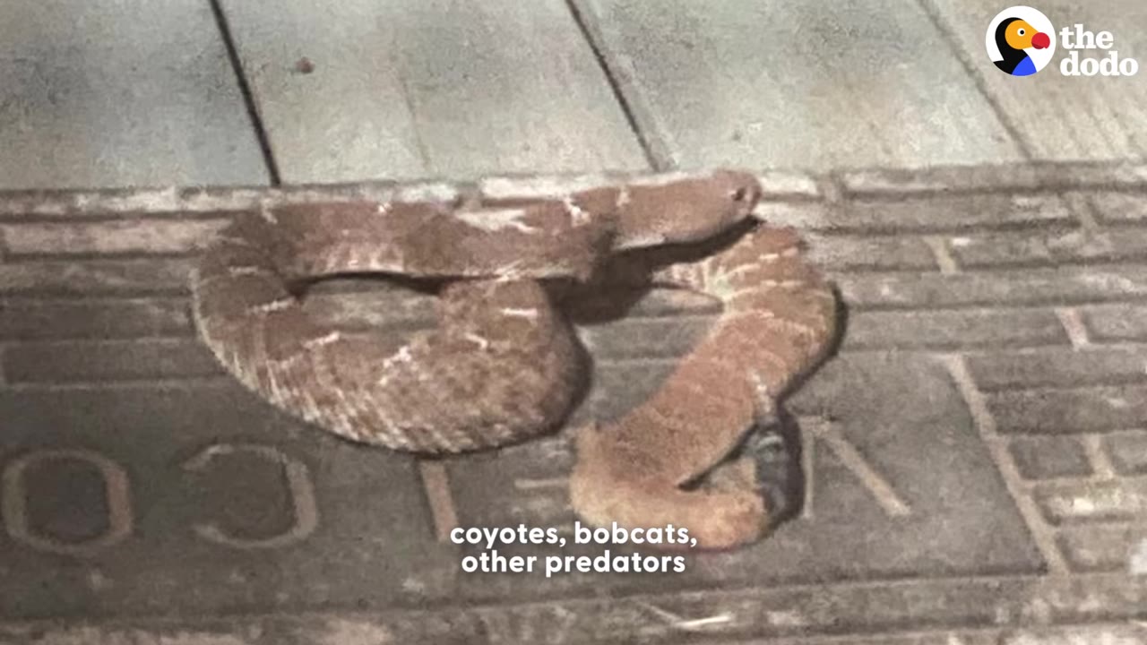A rattlesnake coiled on a doormat, illustrating the dangerous predators present in the area.