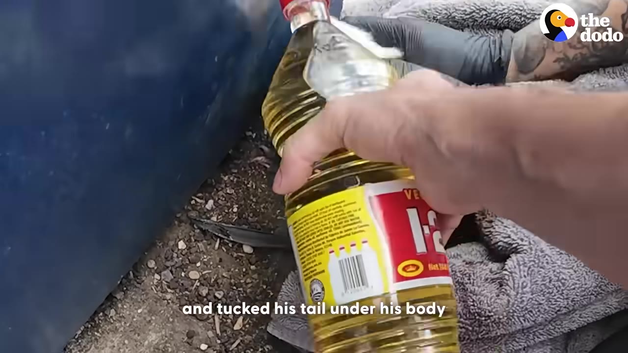 A close-up shot of a person's hand holding a bottle of vegetable oil near a grey towel covering a skunk next to a blue dumpster.