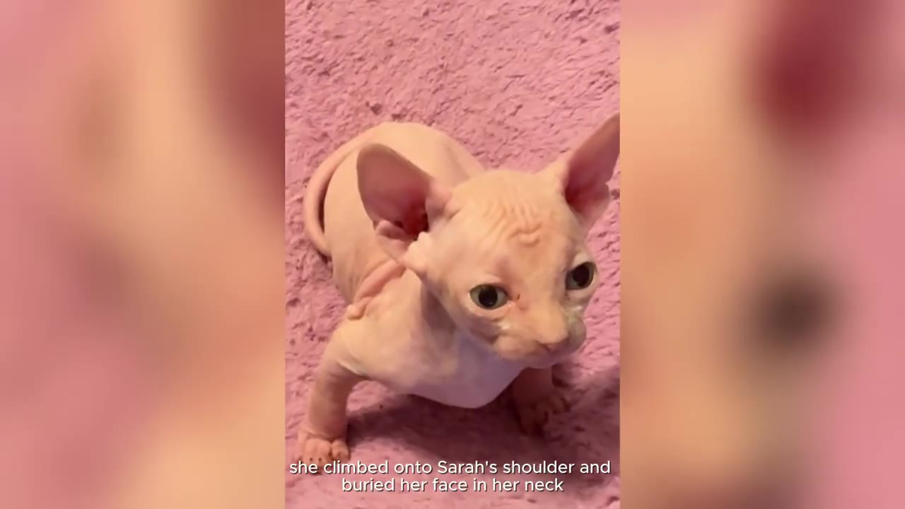 A close-up of a hairless Sphynx kitten with large, expressive eyes looking up while sitting on a soft pink blanket.