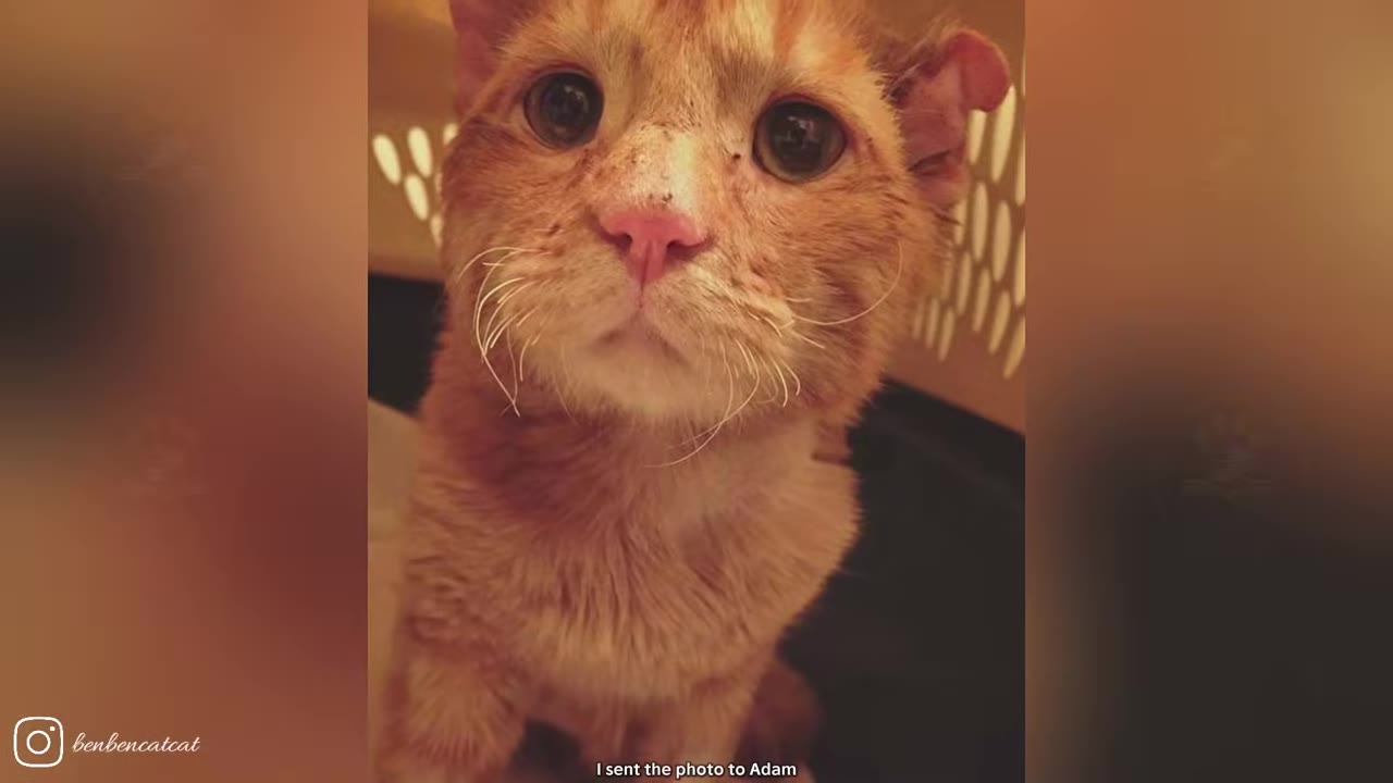 A close-up portrait of a sad-looking orange tabby cat with large, droopy eyes and a crumpled ear inside a pet carrier.