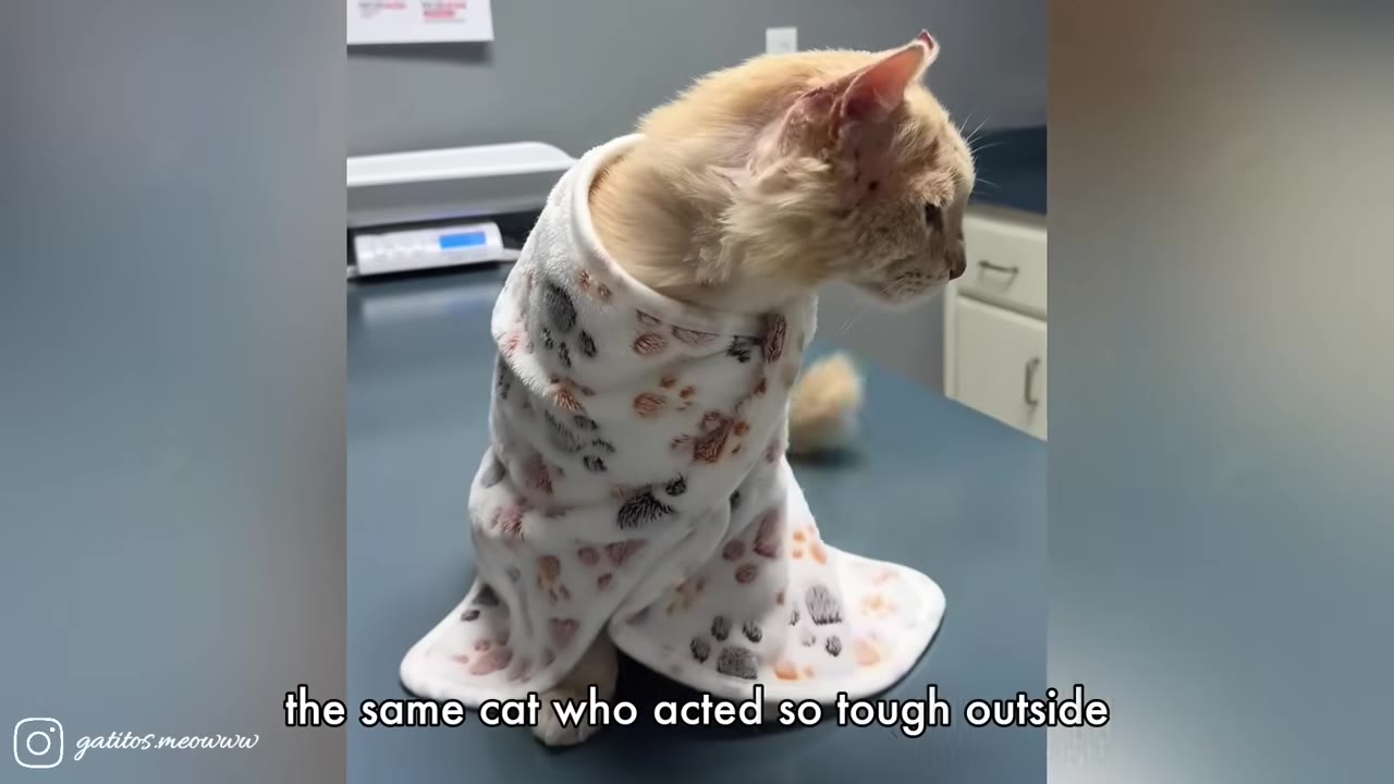A light orange cat wrapped in a white blanket with paw print patterns sits on a grey examination table at a veterinary clinic.