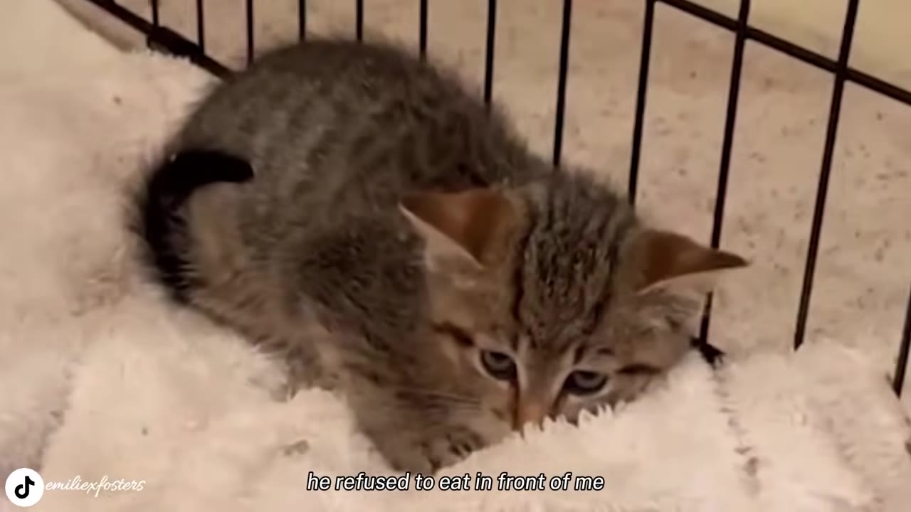 A small tabby kitten lies on a fluffy white blanket inside a wire playpen, looking down with a cautious expression.
