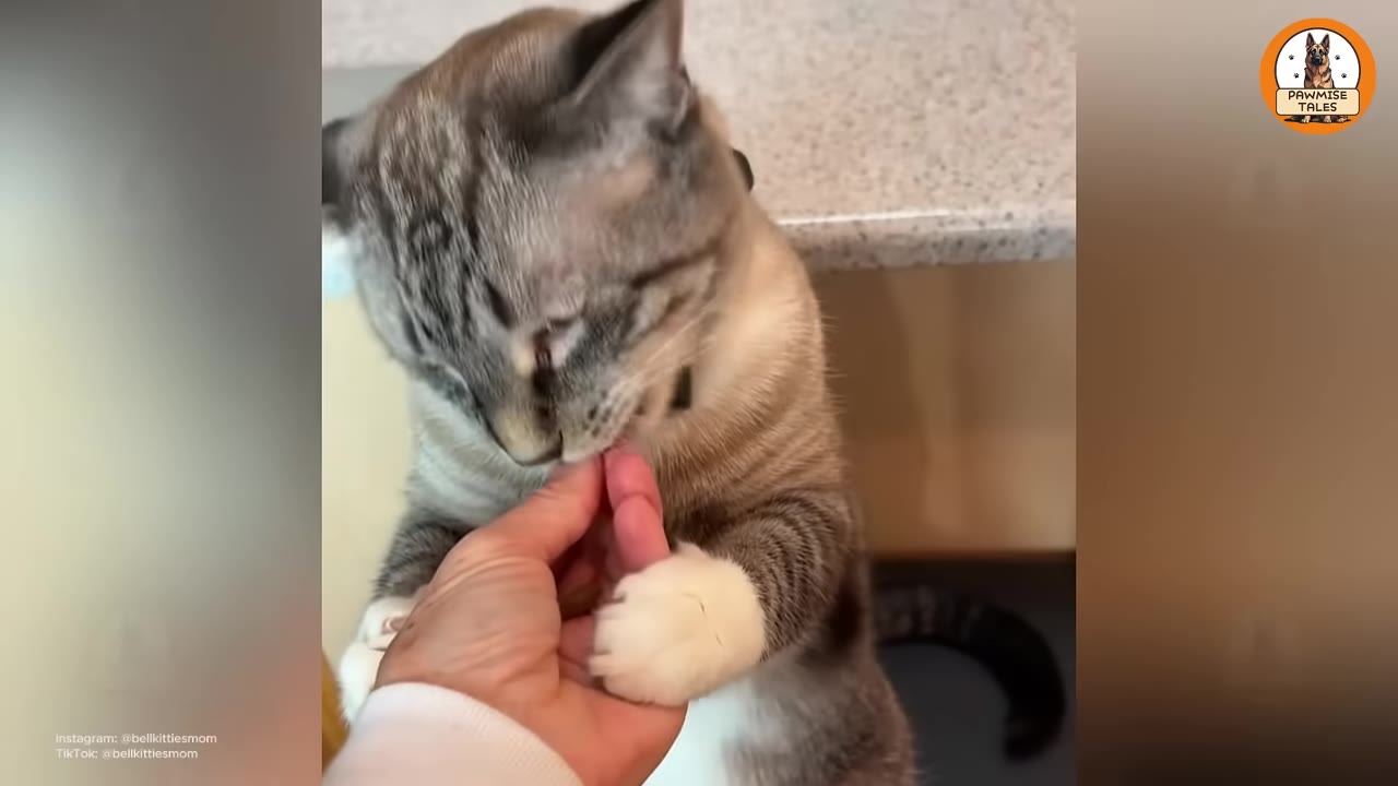 A light-colored tabby cat with white paws gently holds a person's hand with its paw while licking a treat from their fingers.