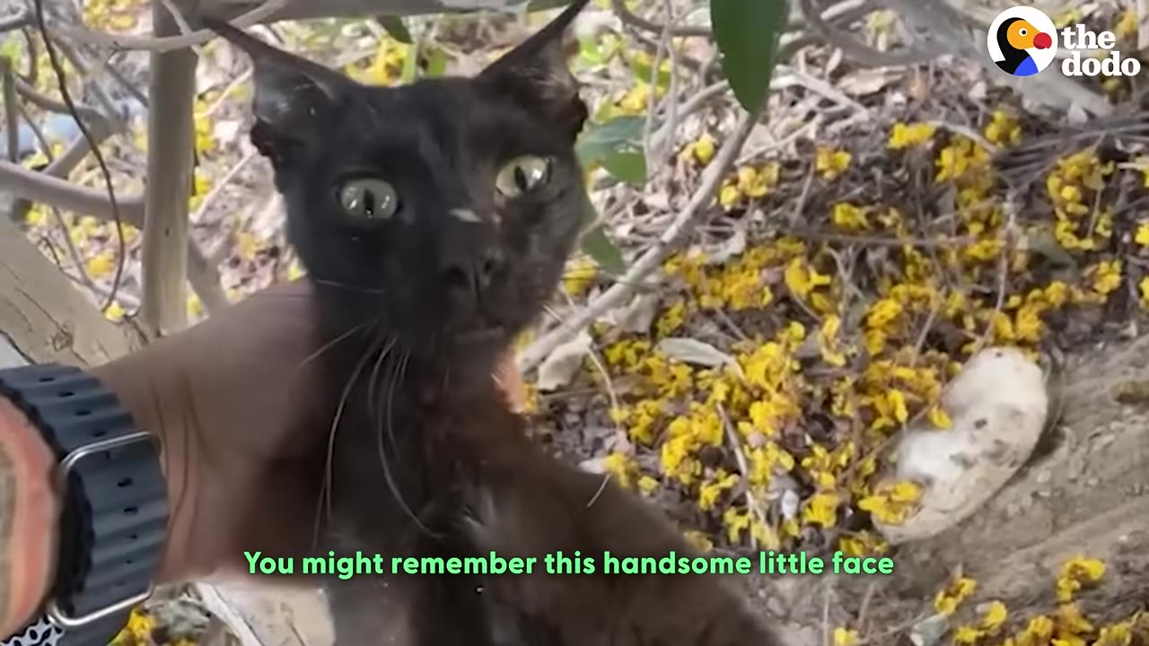 A close-up of a black cat with wide green eyes being held by a person's hand, with yellow flowers scattered on the ground in the background.