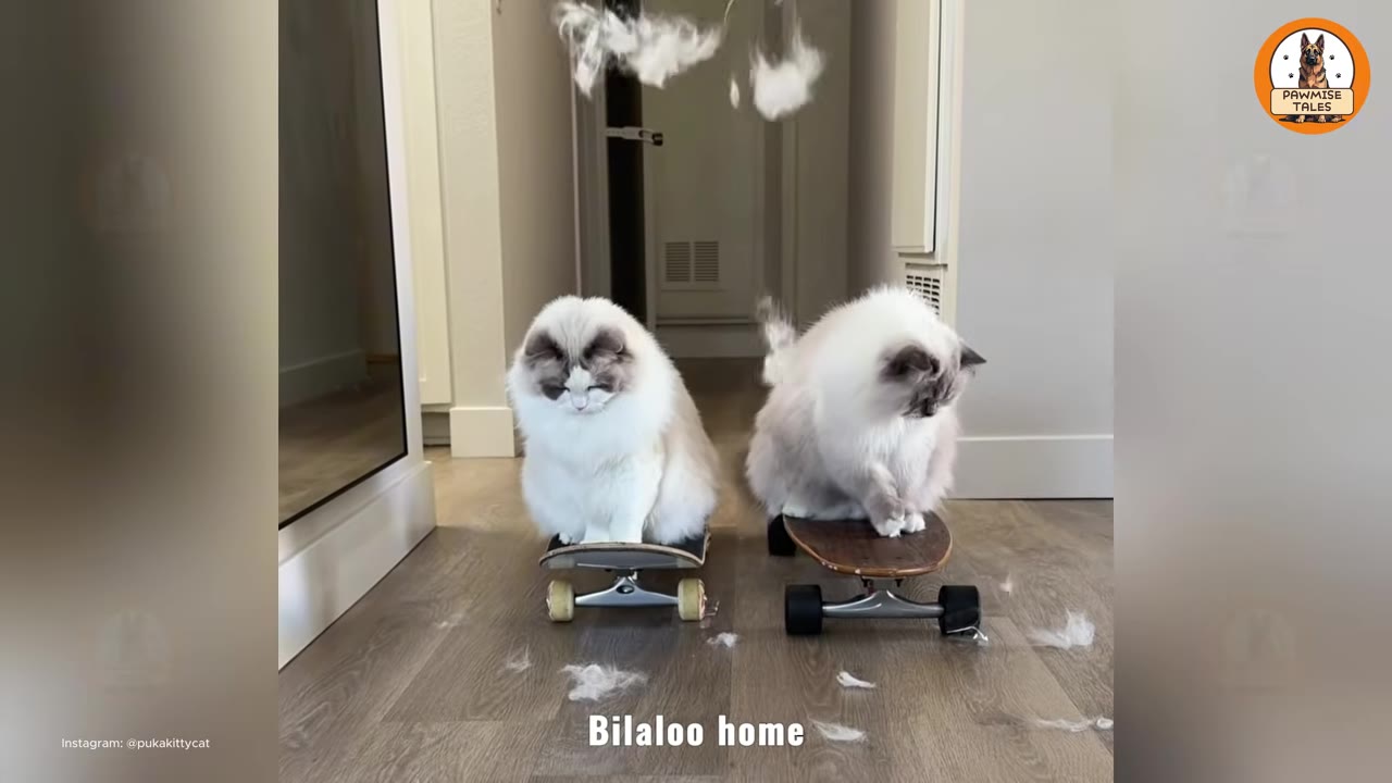 Two fluffy white Ragdoll cats sitting side-by-side on small skateboards in a hallway.