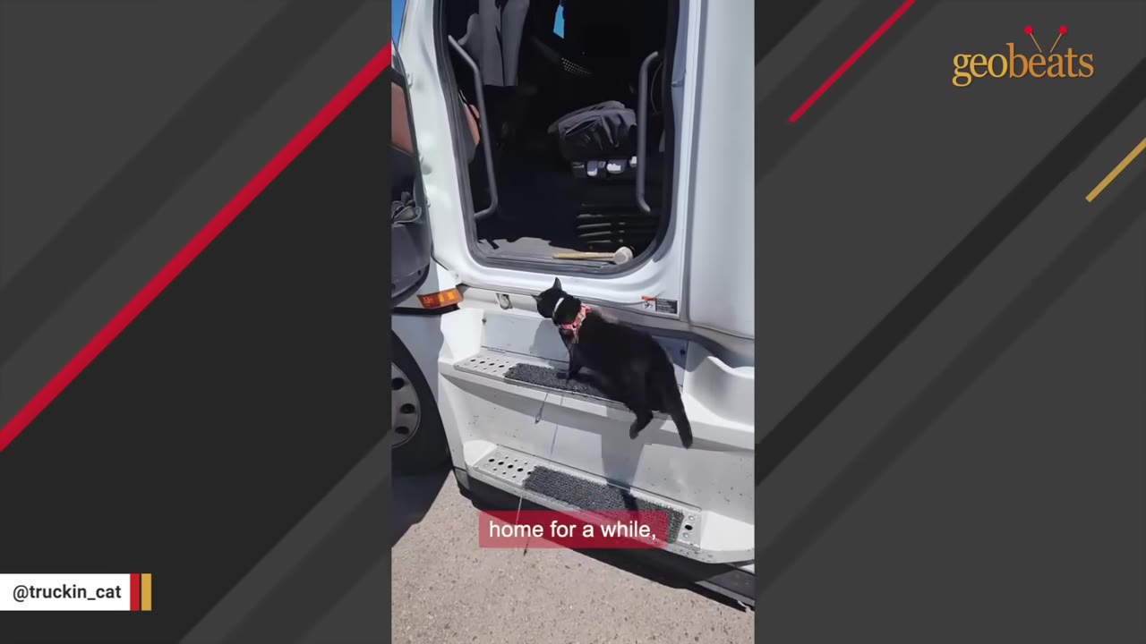 A black cat wearing a pink collar climbs up the steps of a white semi-truck cab.