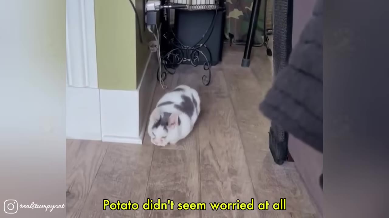 A white and grey cat named Potato walks confidently down a wooden hallway.