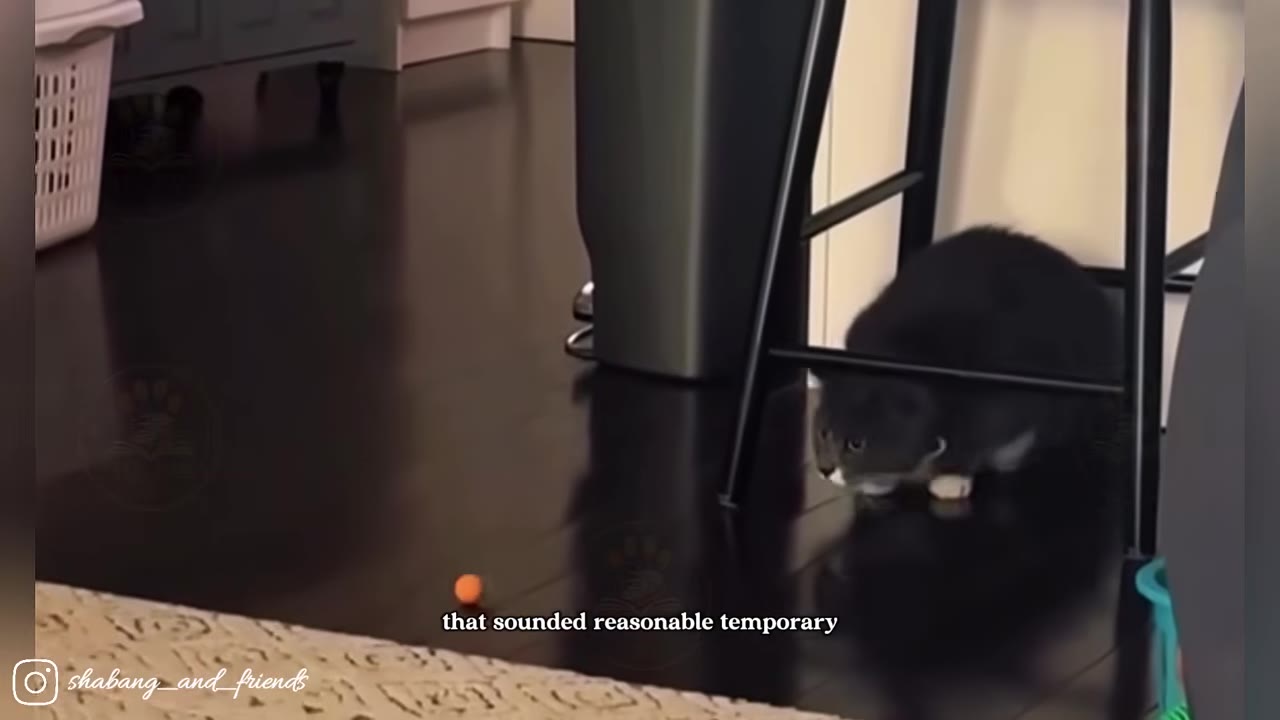 A grey and white cat crouches under a black stool on a dark hardwood floor near a small orange ball.