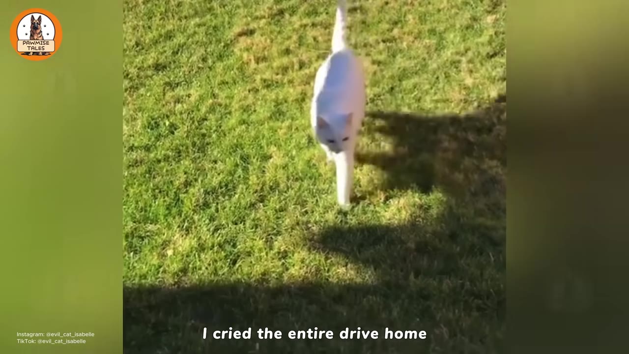 A white cat walking forward on a green grassy lawn.