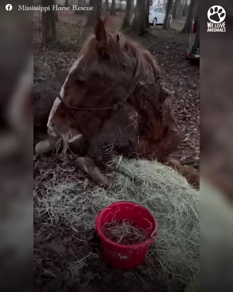 A brown horse lies on the ground, eating from a pile of fresh green hay next to a red bucket.