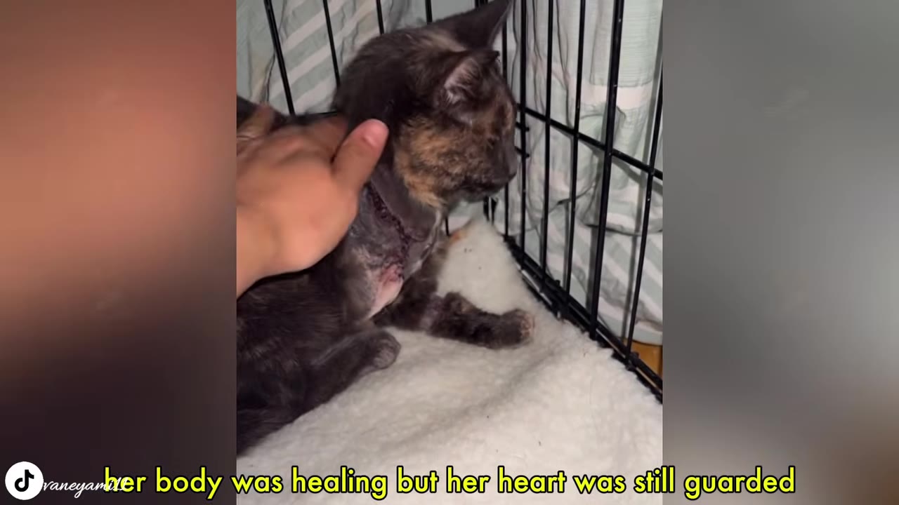 A hand gently pets a tortoiseshell cat with a surgical scar on her shoulder, resting inside a wire crate.
