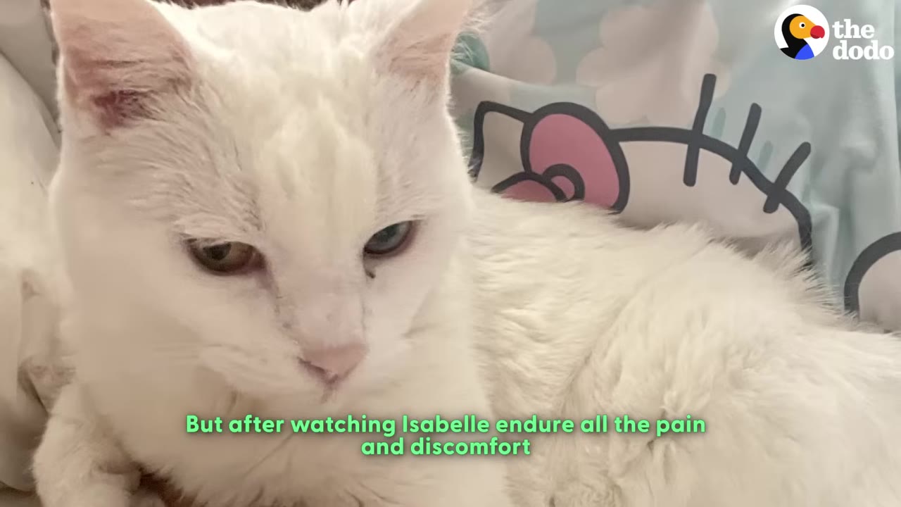 A close-up of a white cat with heterochromia looking down with a somber expression while lying on a bed.