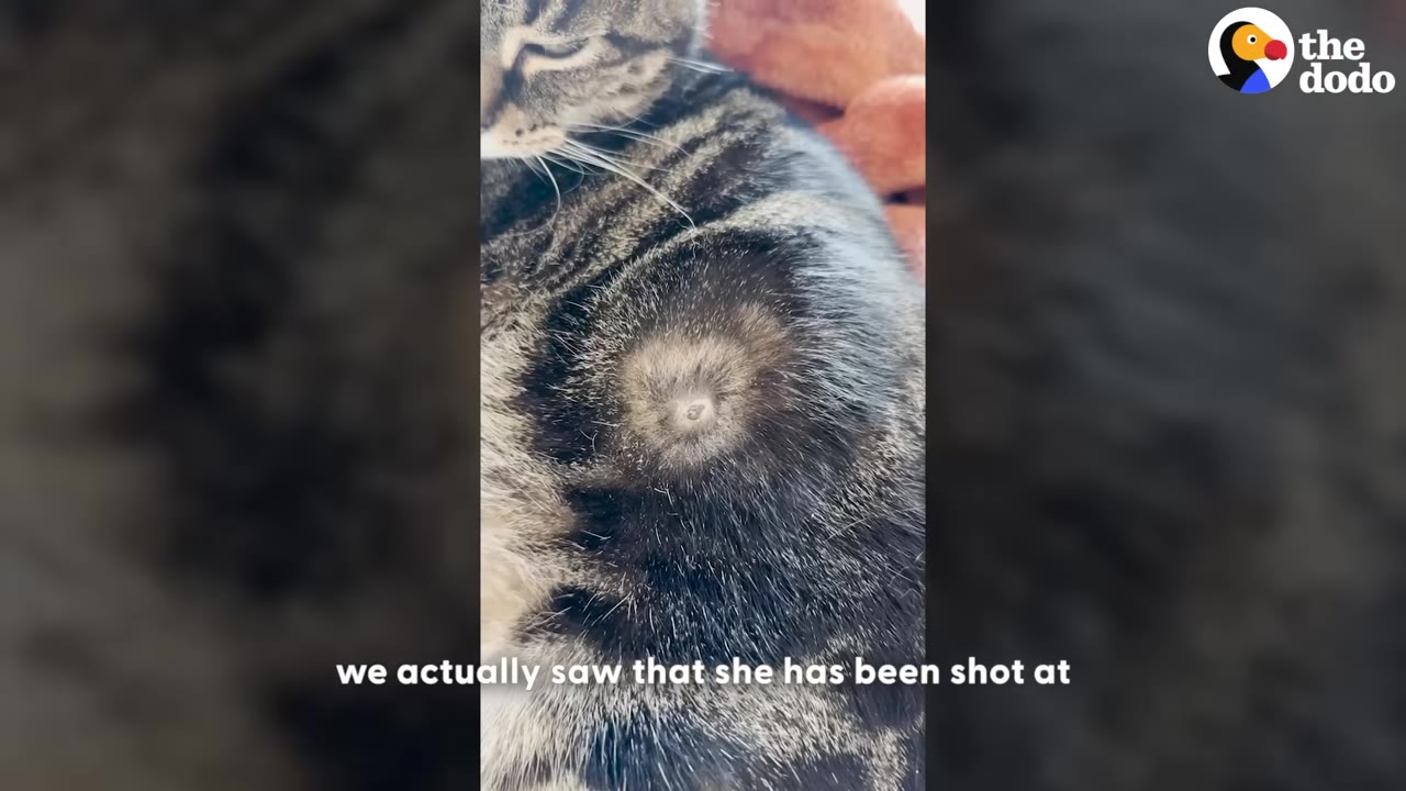 A close-up shot of a tabby cat's side, showing a circular scar where the fur is parted, indicating a past injury.