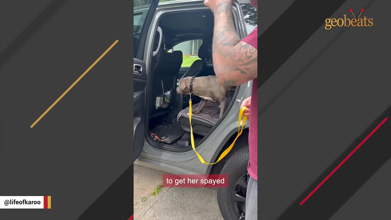 A man with a tattooed arm holds a yellow leash as a grey pit bull-type dog steps out of the back seat of a grey SUV.