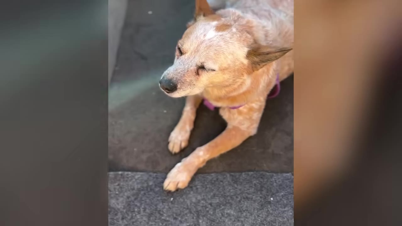 A red heeler dog lying down with its eyes closed, looking calm and gentle.