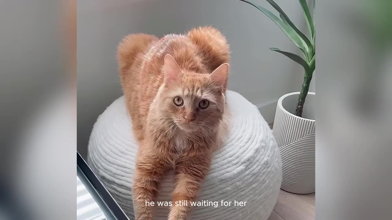 An orange long-haired cat sits on a white textured pouf next to a potted plant, looking up with wide eyes.