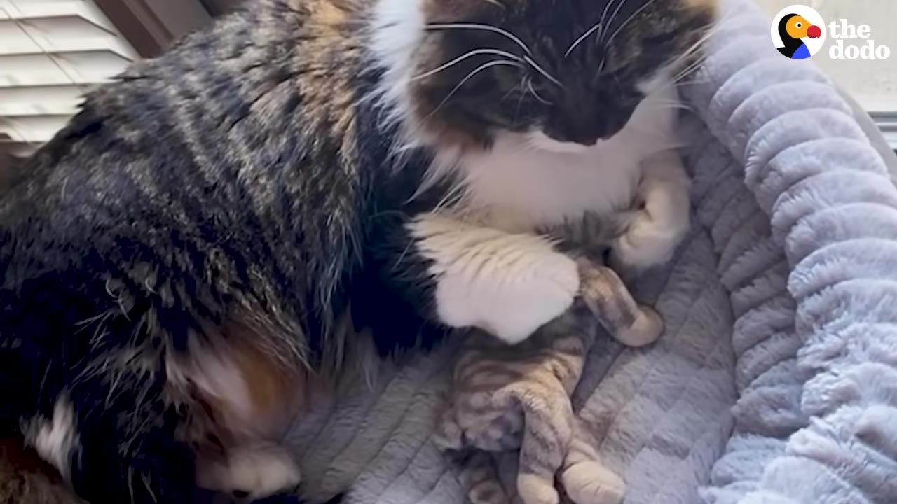 A fluffy long-haired tabby and white cat cradles a small striped toy kitten in its paws while lying in a grey pet bed.
