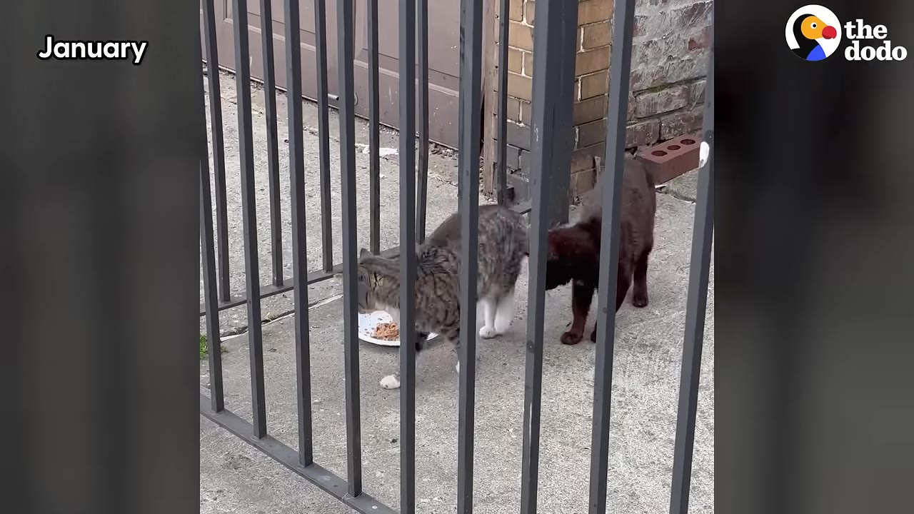 A tabby cat and a dark brown cat stand behind a black metal fence on a concrete patio, eating food from a white plate.